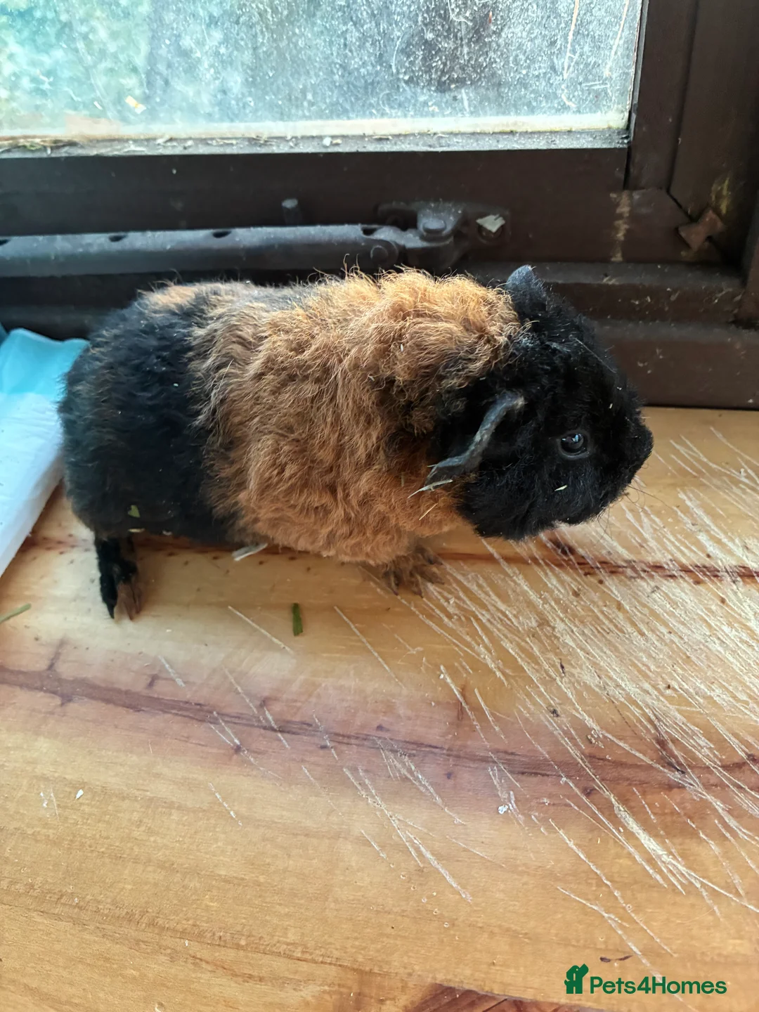 Guinea Pig rodents for sale: 1 Male & 1 Female GuinePigs - Advert 4