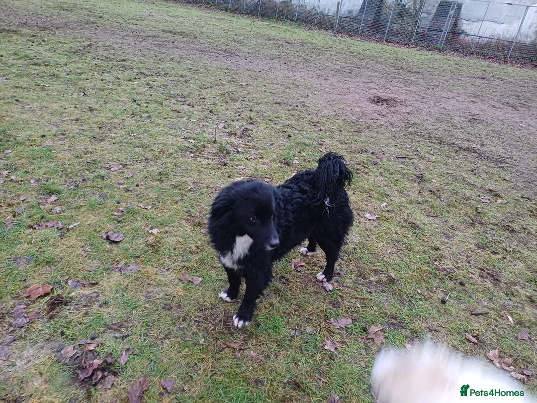 Mixed Breed dogs for adoption: Meet MARK - a very Sweet Boy for a Loving Home - Advert 12