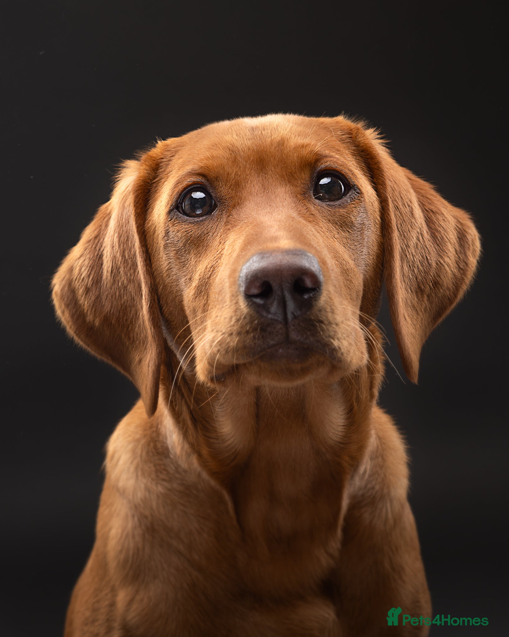 Labrador Retriever dogs KC registered Fox Red Lab Puppies due April 2026 - Advert 2