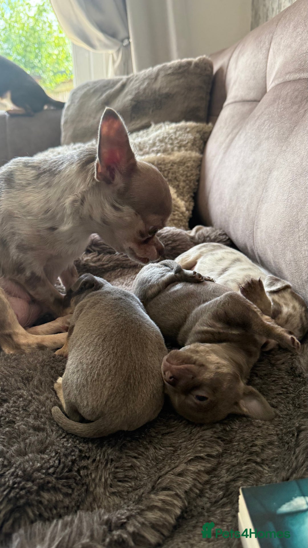 Chihuahua dogs for sale: Small Lilac Chihuahua looking for forever home - Image 6