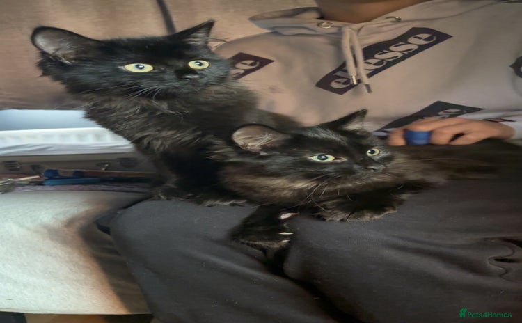 Mixed Breed cats - Advert 11