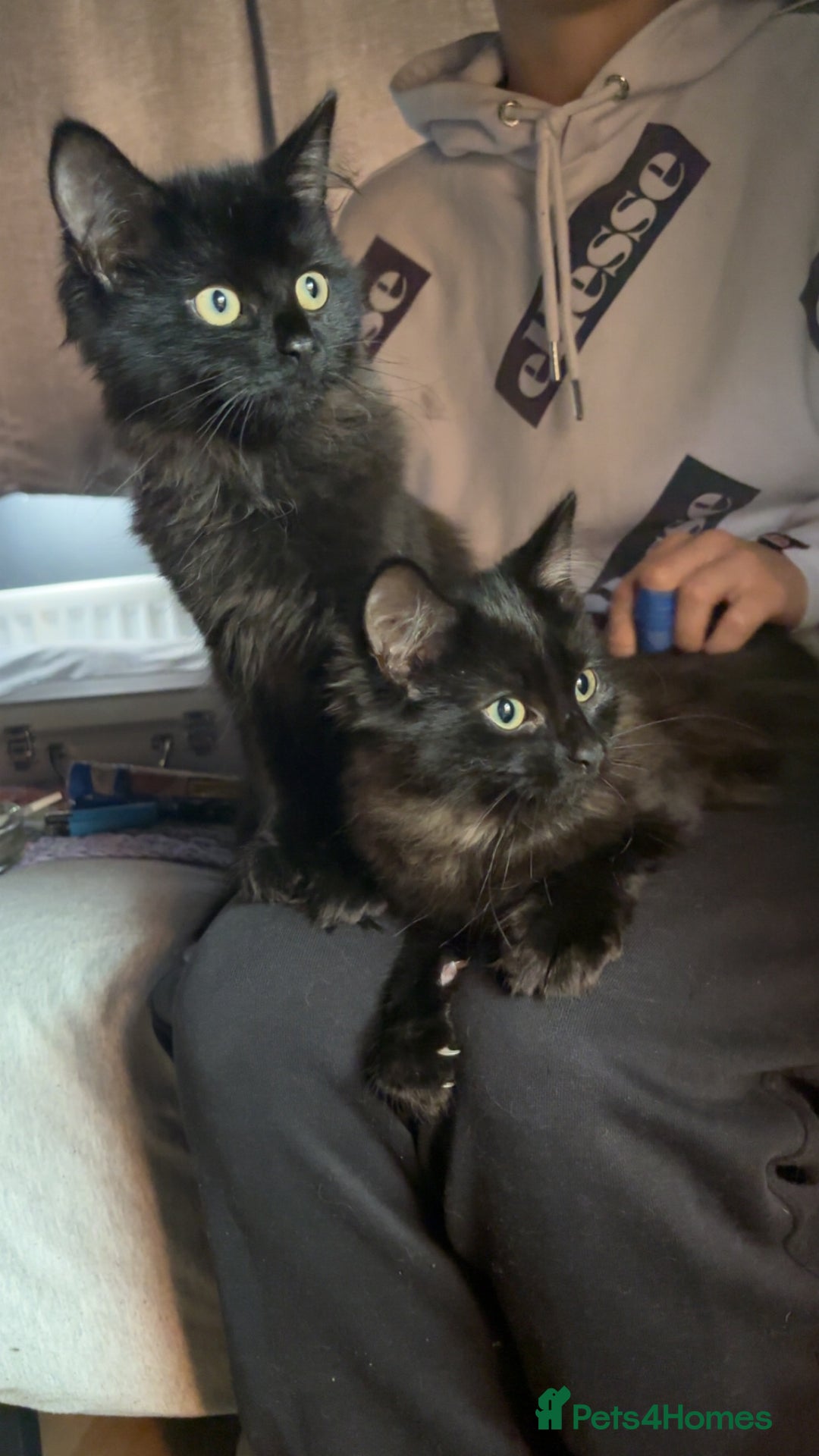 Mixed Breed cats for sale: Ragdoll mixed  - Image 1