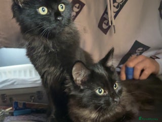 Mixed Breed cats - Advert 36