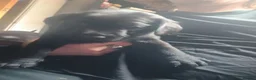 Labrador Retriever dogs for sale: X2 black male labs for sale - Advert 11