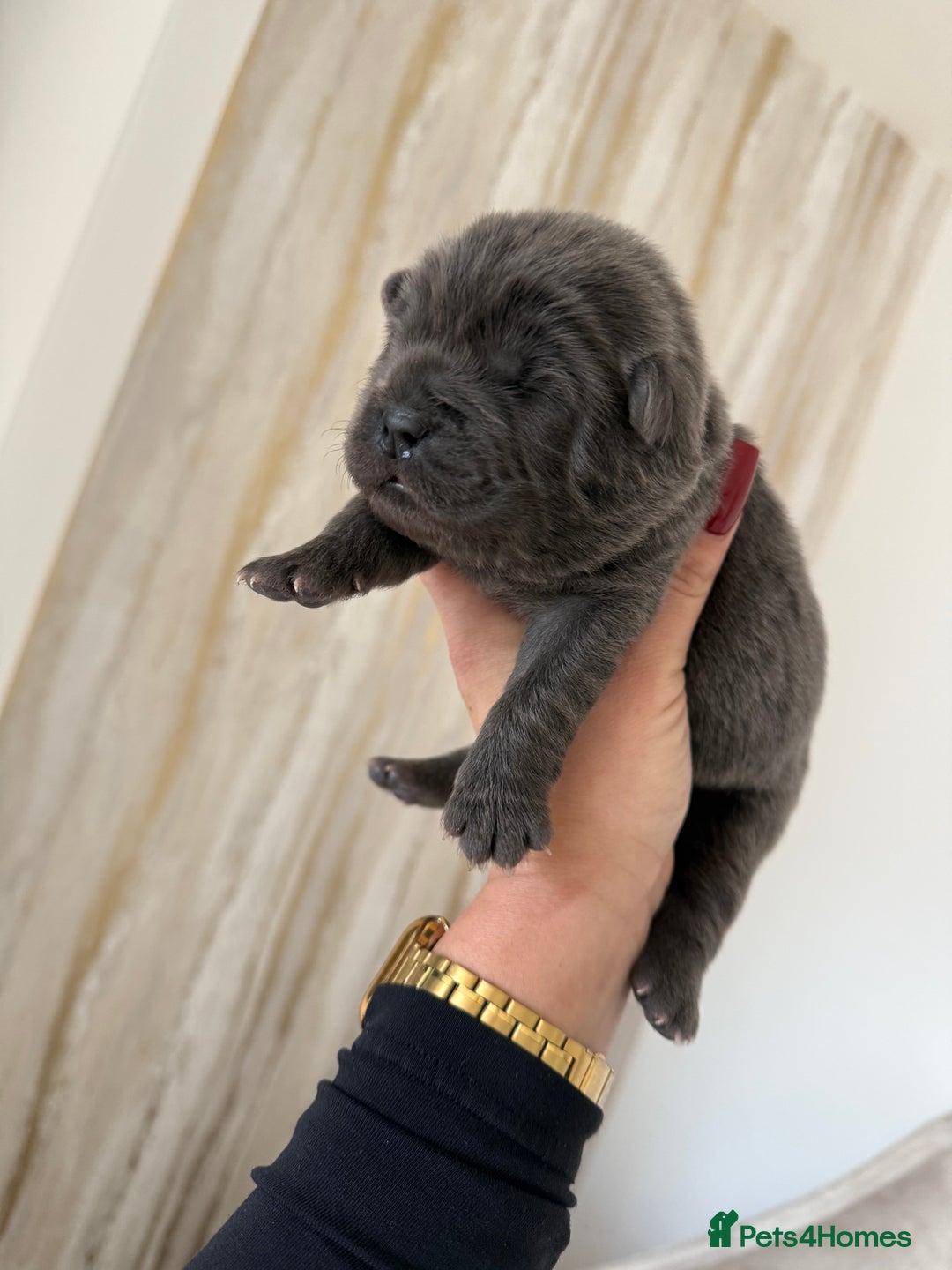 Chow Chow dogs for sale: KC reg chow chows ready to leave 24 dec! REDUCED - Advert 17