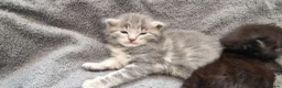 Mixed Breed cats for sale: Marble Bengal x Maine Coon kittens in New Milton - Advert 19