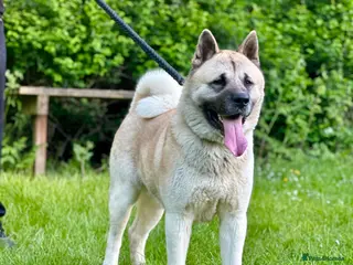 Akita dogs PROVEN AKITA STUD AVAILABLE - Advert 5