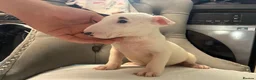 English Bull Terrier dogs for sale: Two beautiful English bull terrier puppies  - Advert 7
