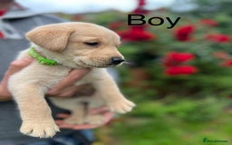 Labrador Retriever dogs for sale: Beautiful Labrador  - Image 11