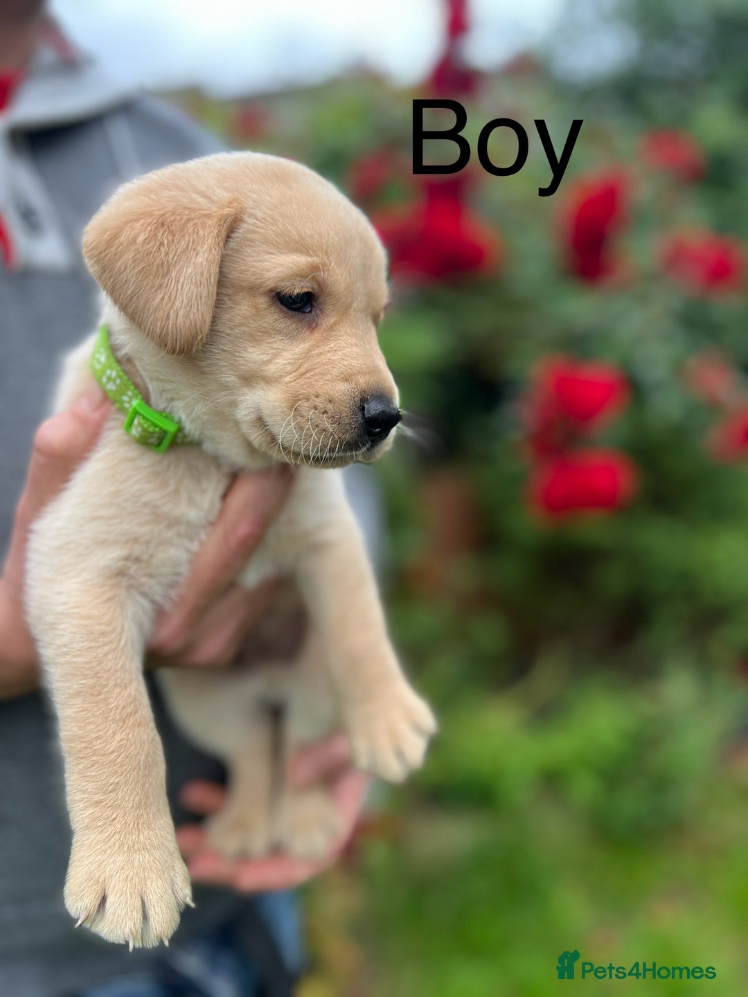 Labrador Retriever dogs for sale: Beautiful Labrador  - Image 11