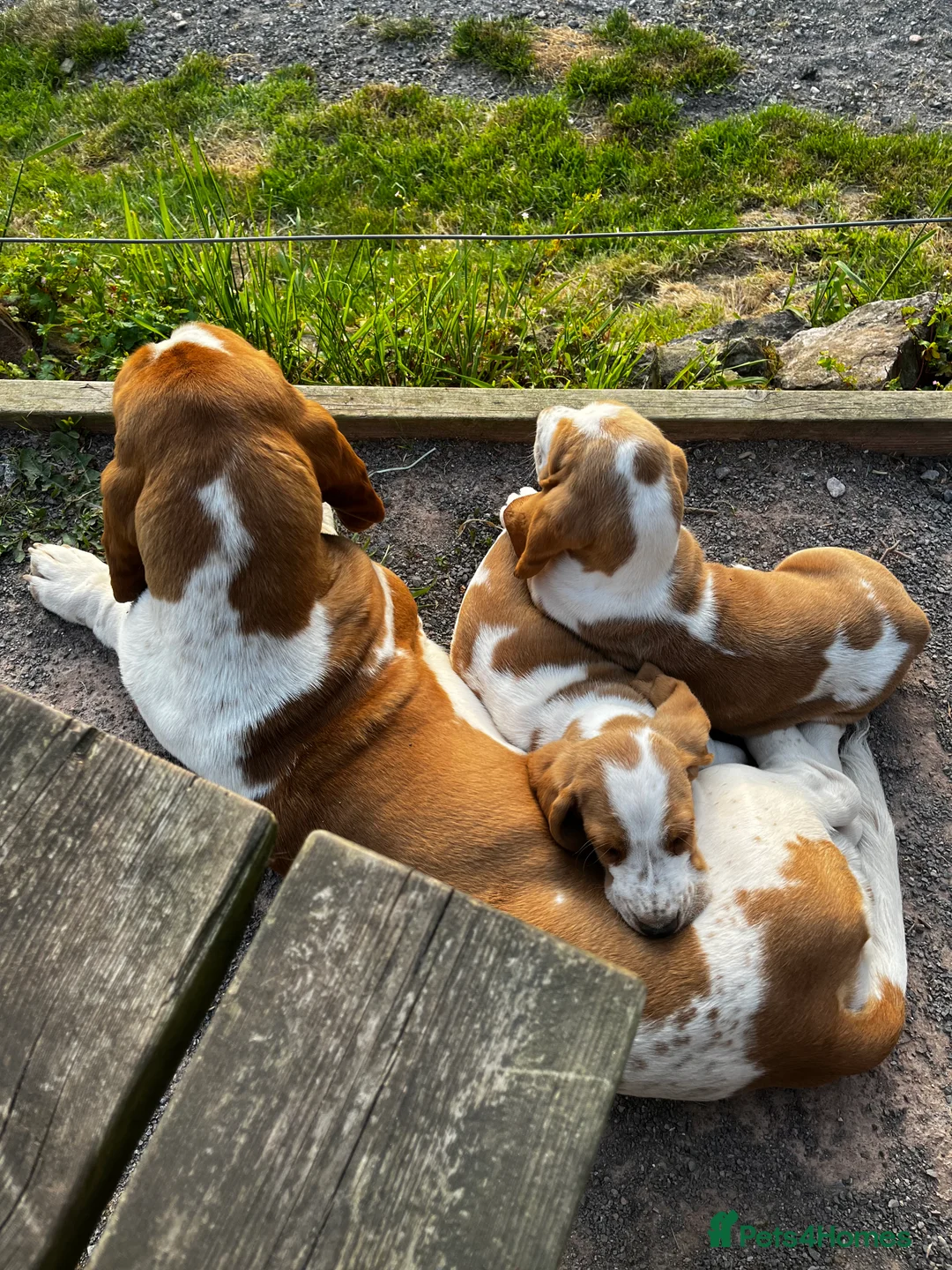 Basset Hound dogs for stud: Kc reg red and white proven Basset for stud in Cullompton - Advert 17