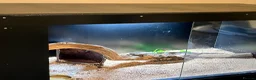 Python Snake reptiles for sale: Royal python  - Advert 8