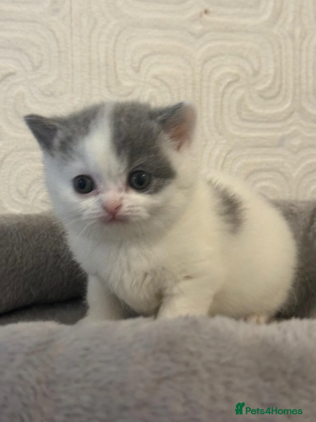 British Shorthair cats for sale: Beautiful bi colored British shorthair girl in Birmingham - Advert 2