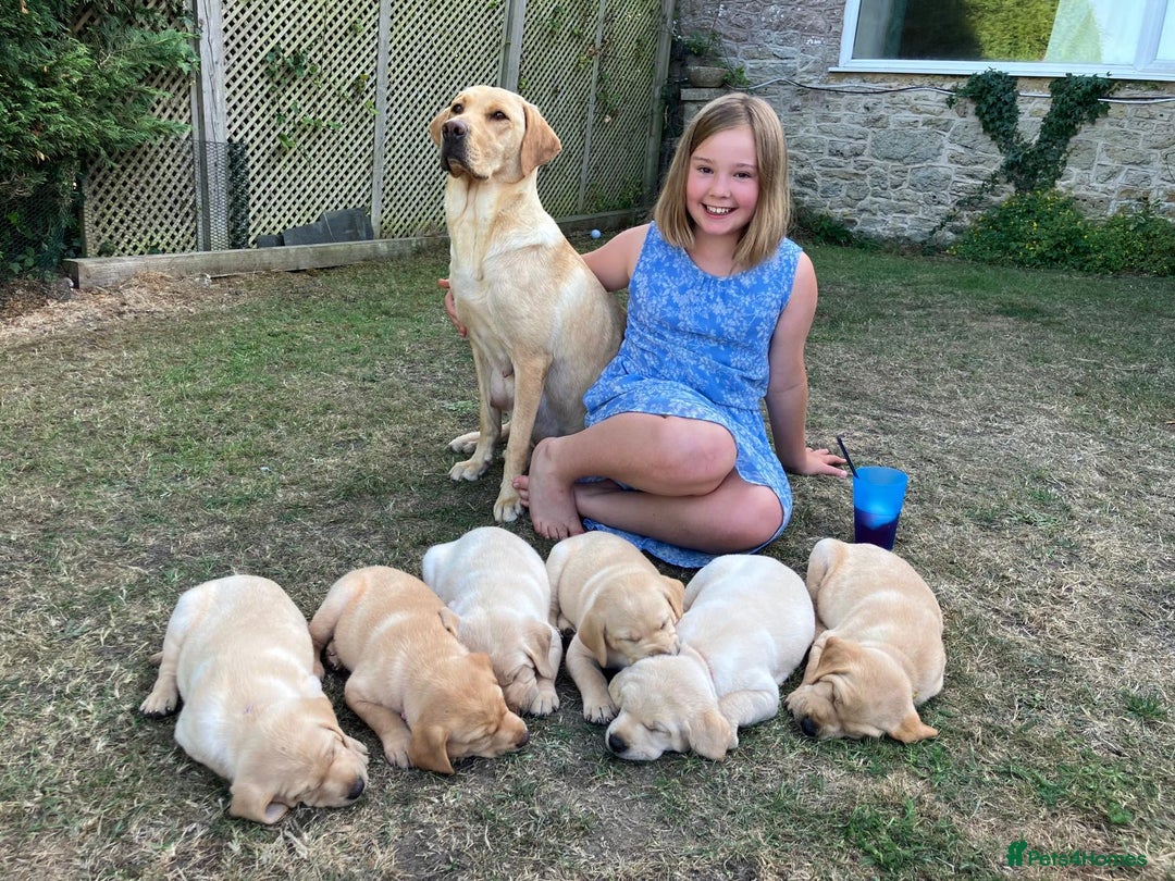 Labrador Retriever dogs for sale: Labrador puppies in Shaftesbury - Image 25