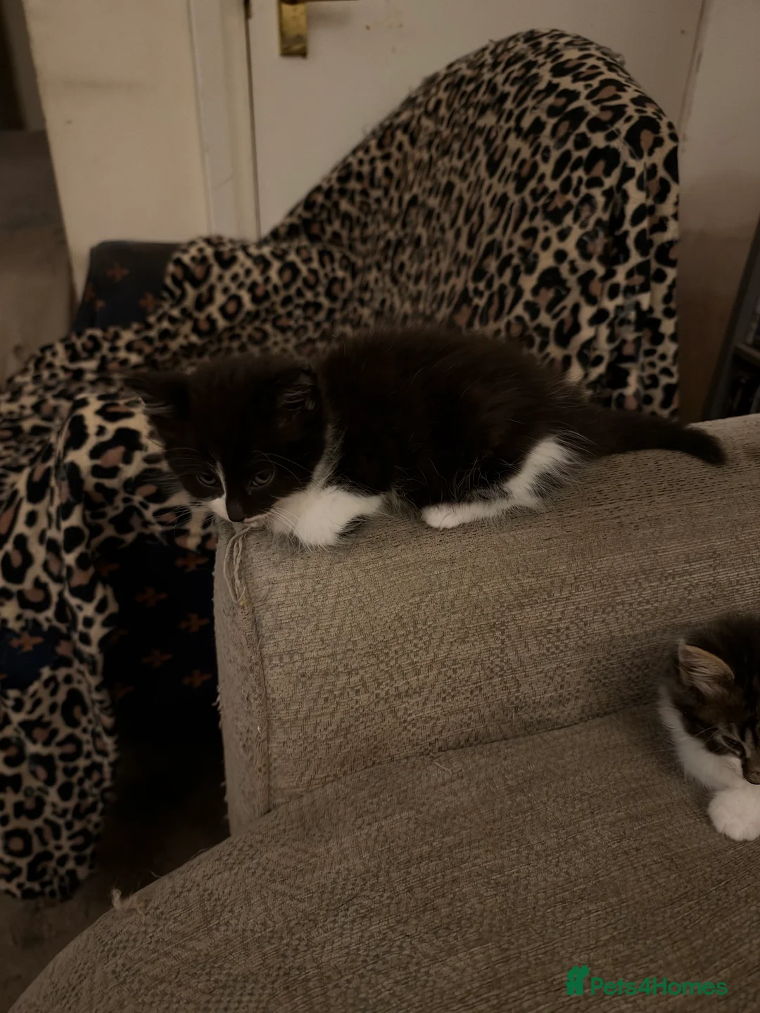 Mixed Breed cats for sale: 2 male kittens - Advert 3