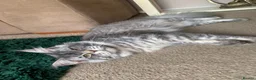 Maine Coon cats for sale: AMAZING TICA REGISTERED KITTENS - Advert 12