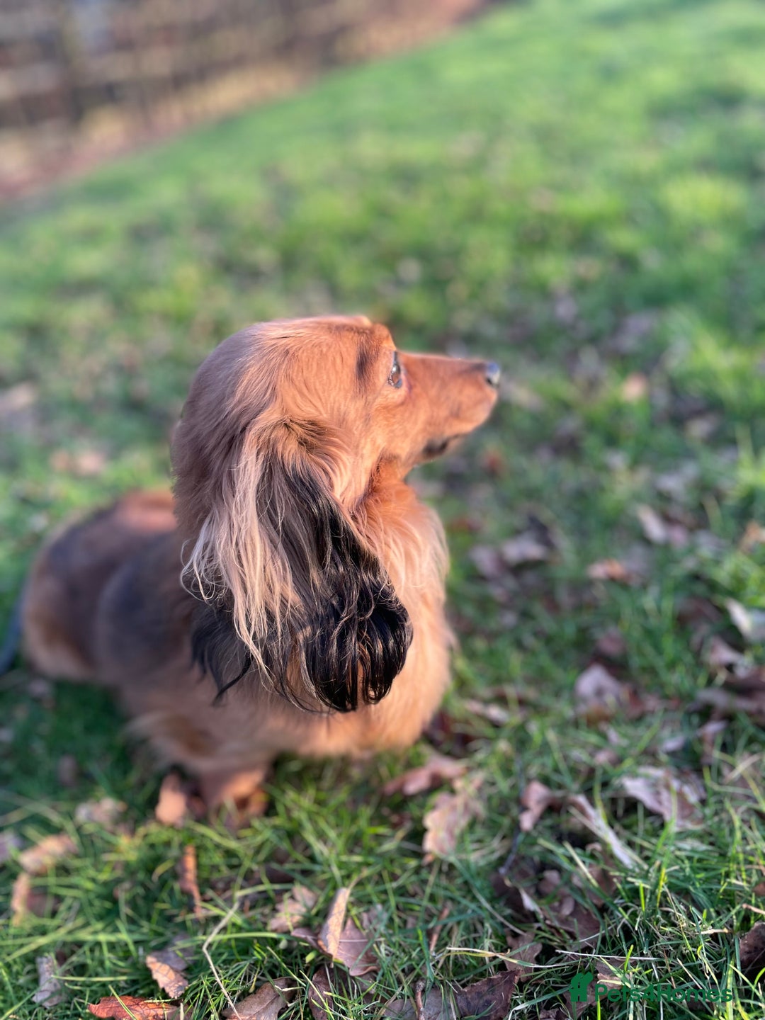 Miniature Dachshund dogs for sale: Top Show Quality KC Miniature Dachshund Puppies - Image 17