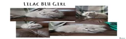 British Shorthair cats for sale: BSH and 1 BLH kittens forsale  - Advert 7