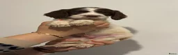 English Springer Spaniel dogs for sale: English springer spaniel puppies - Advert 8