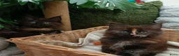 Maine Coon cats for sale: 7 x Stunning Maine Coon Kittens - Advert 9