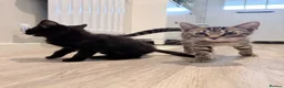 Mixed Breed cats for sale: 2 kittens looking for loving home 🐾 - Advert 4