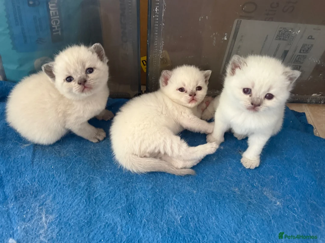 British Shorthair cats for sale: British shorthair colourpoint kittens  - Advert 24