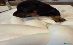 Dachshund dogs for sale: Dachshunds for sale   - Image 39