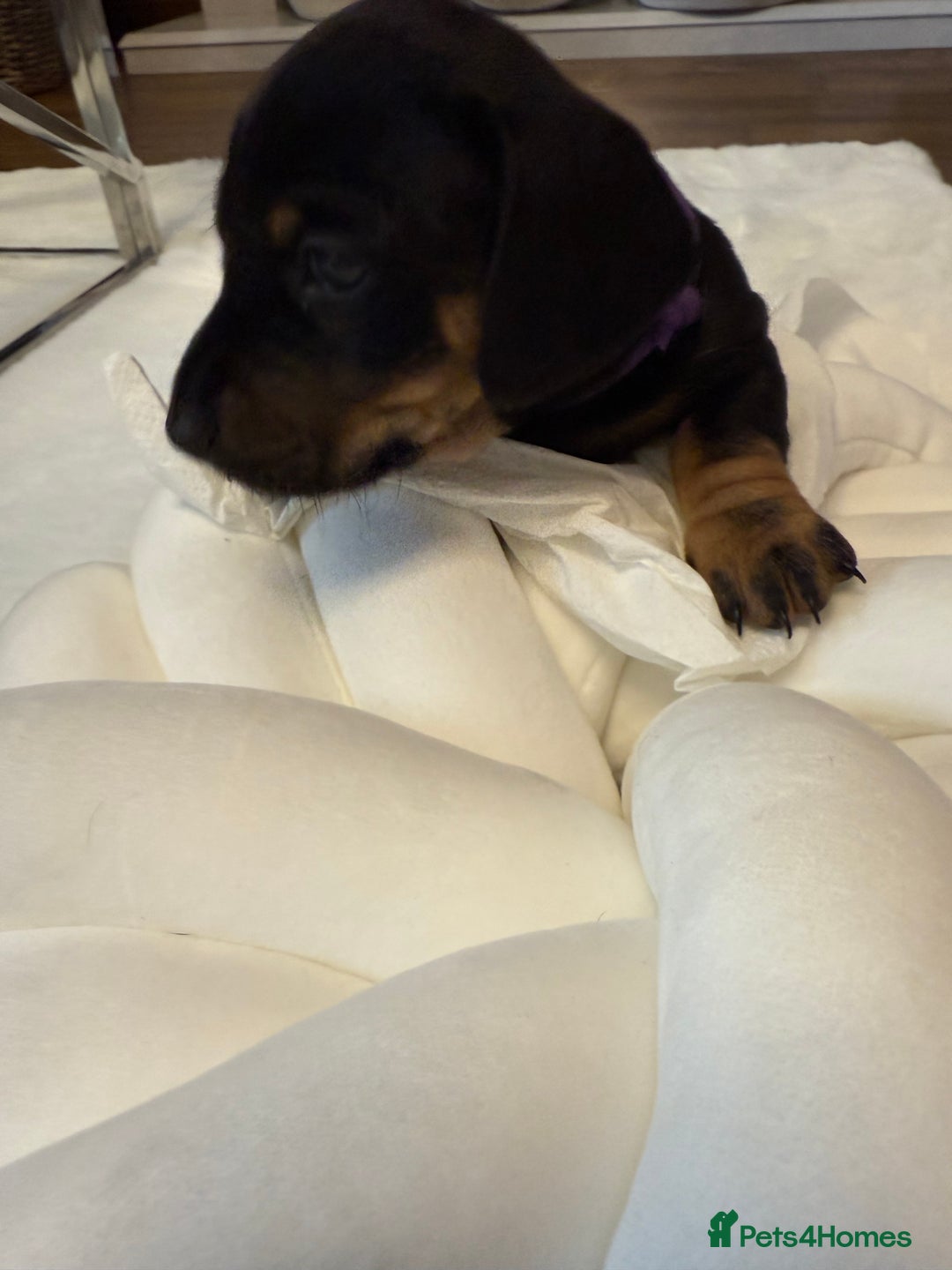 Dachshund dogs for sale: Dachshunds for sale   - Image 39