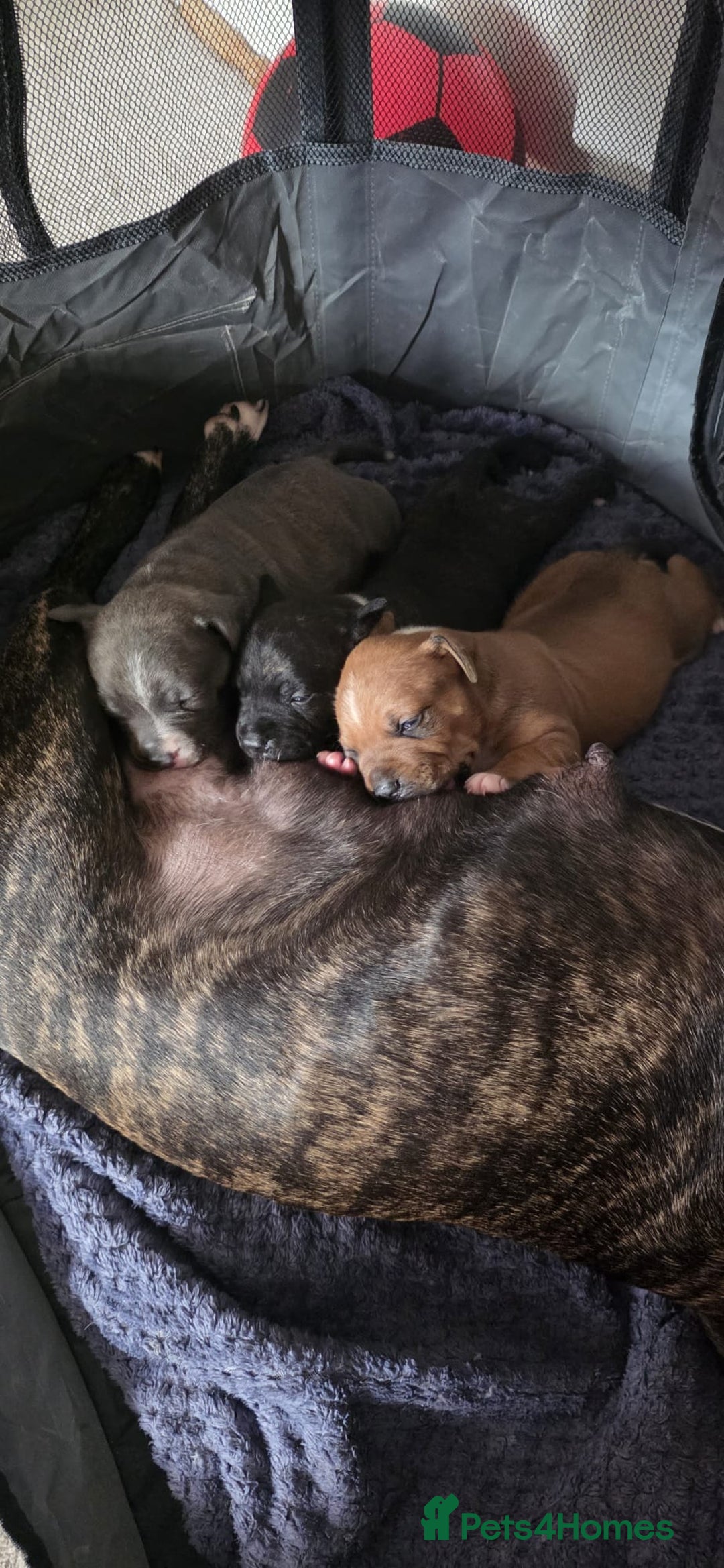 Staffordshire Bull Terrier dogs for sale: 3 Beautiful little staff boys - Image 6