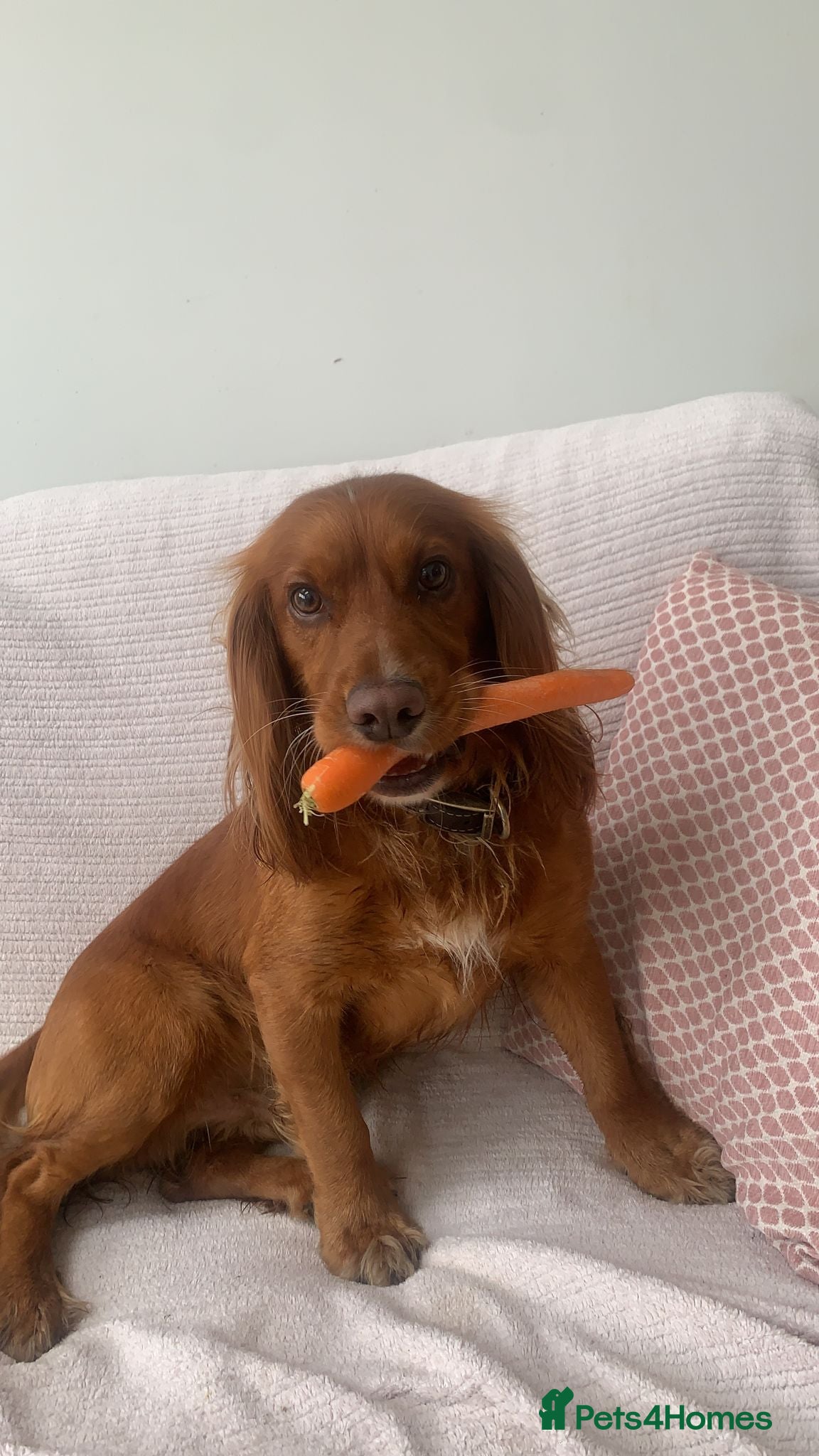 Cocker Spaniel dogs Experienced stud KC registered  - Advert 10