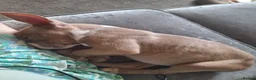 American Bully dogs for sale: 1 American female pocket bully  - Advert 16