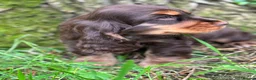 Cocker Spaniel dogs for sale: BEAURIUFL KC REG HEALTH TESTER COCKER SPANIELS  - Advert 6