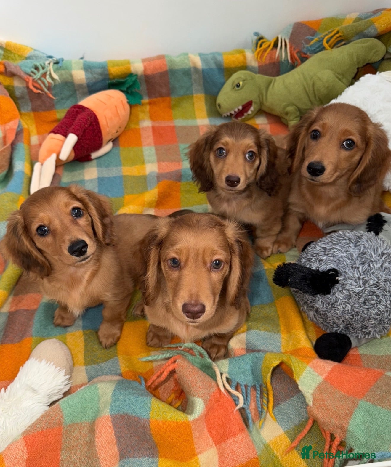 Miniature Dachshund dogs 🩷Stunning Long Haired Mini Dachshunds💙 - Advert 1