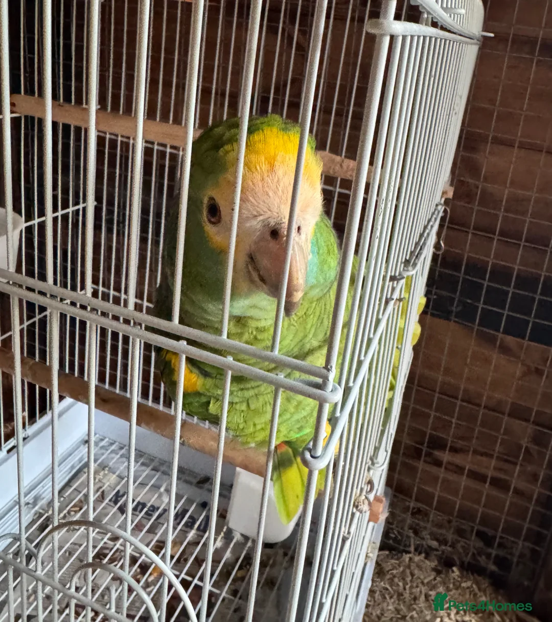 Parrots birds for sale: Amazon - Advert 1