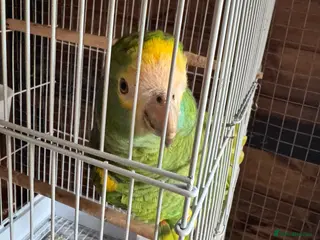 Parrots birds Amazon - Advert 3