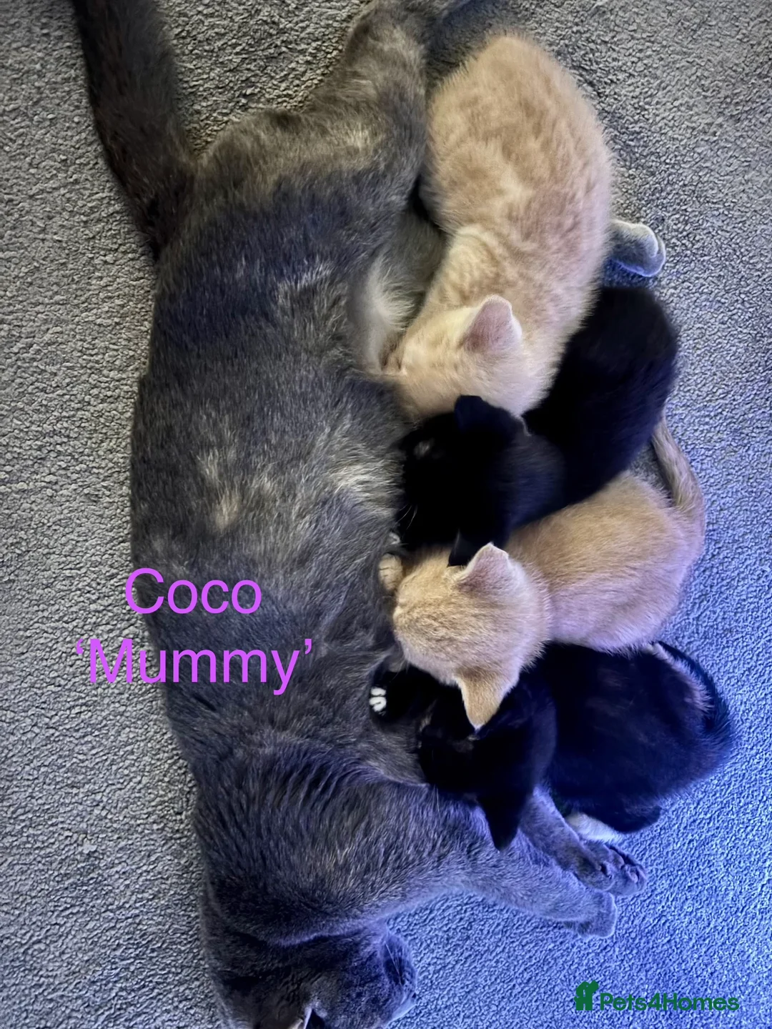 Mixed Breed cats for sale: 4 Beautiful Babies 🩵💞 - Advert 2