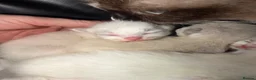 Ragdoll cats for sale: Beautiful pedigree ragdolls  - Advert 13