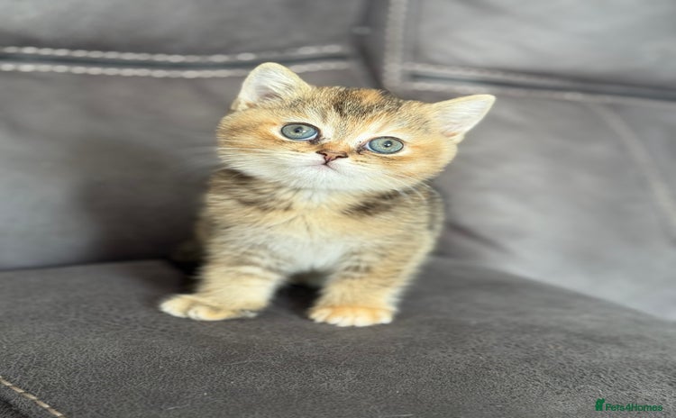 British Shorthair cats - Advert 2