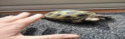 Tortoise reptiles for sale: Horsefield Tortoise - Advert 3