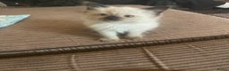Ragdoll cats for sale: Lovely little dark seal female - Advert 1