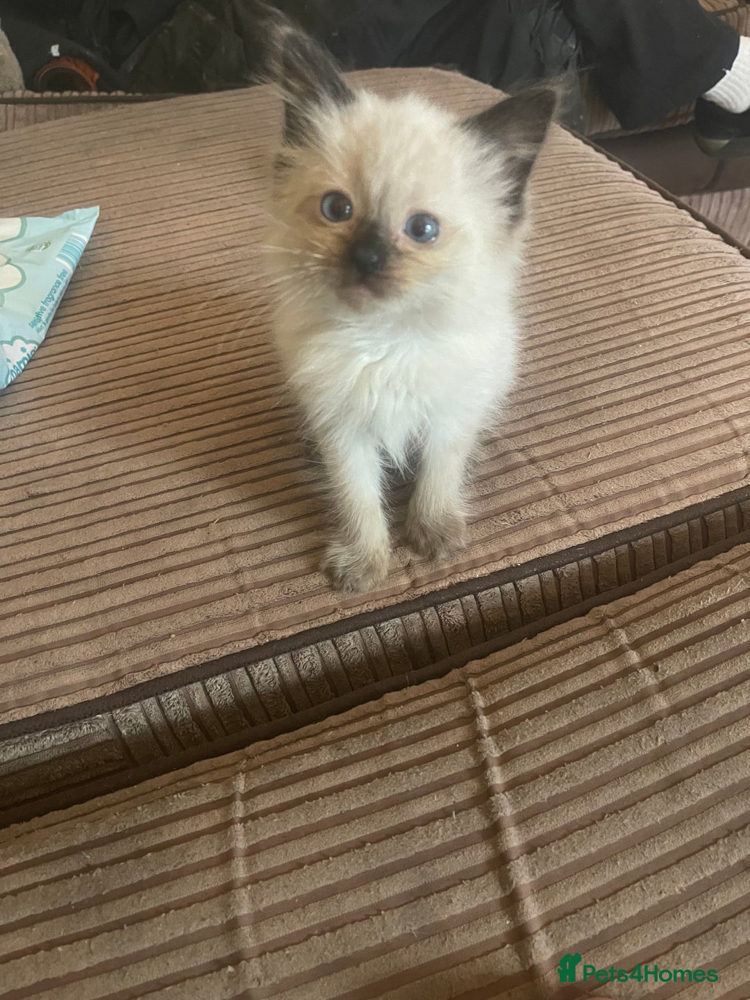 Ragdoll cats for sale: Lovely little dark seal female - Advert 1