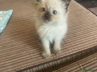 Ragdoll cats Lovely little dark seal female - Advert 1