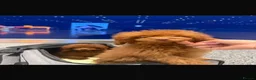 Toy Poodle dogs for sale: True toy Asian Poodle Puppies - Advert 21