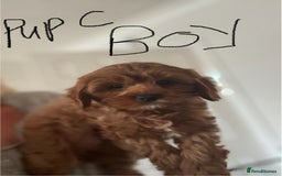 Cavapoo dogs for sale: Cavapoo Pups  - Image 4