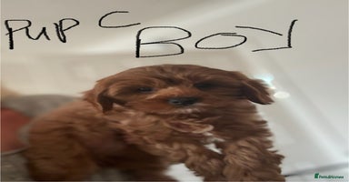 Cavapoo dogs - Advert 9