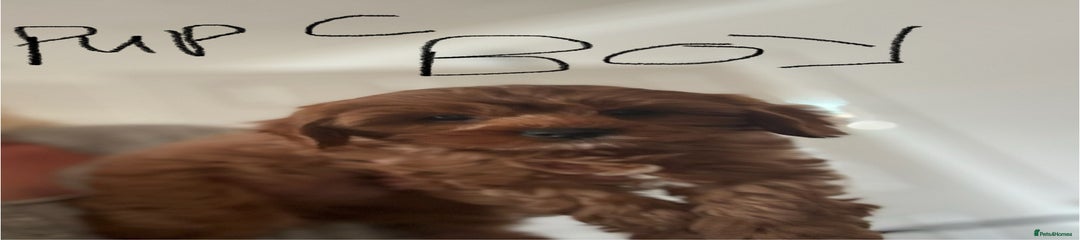 Cavapoo Puppy 1