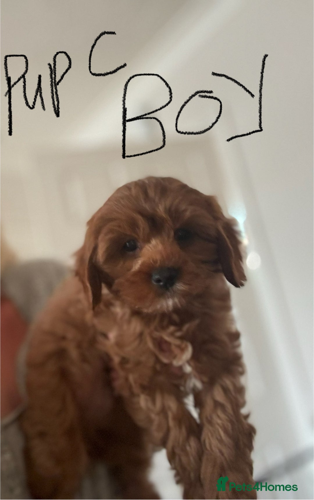 Cavapoo dogs for sale: Cavapoo Pups  - Image 4