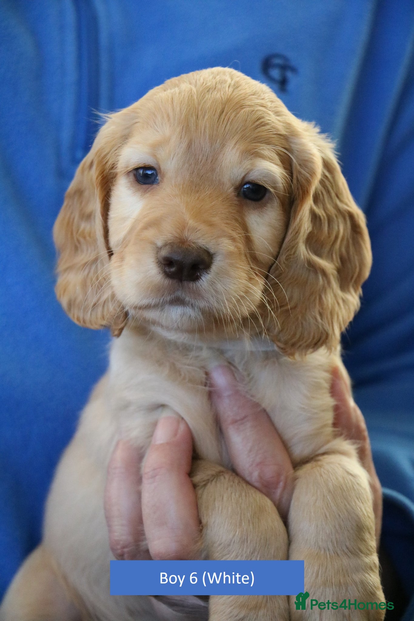 Cocker Spaniel dogs Health Tested Working Cocker Spaniel Puppies - Advert 1