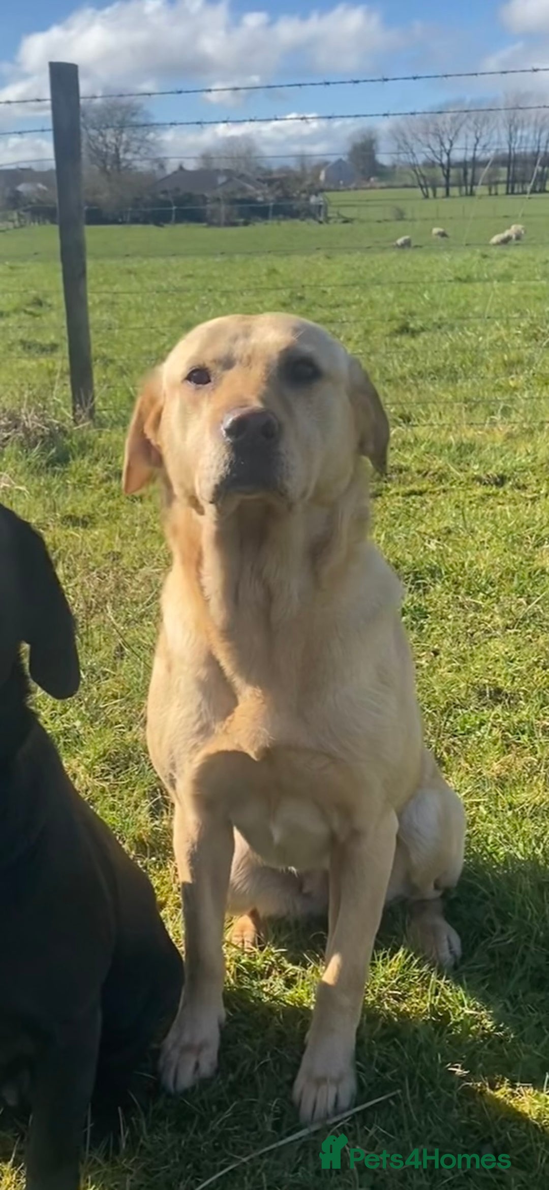 Springador dogs for sale: Labrador/Springador cross pups - Advert 4