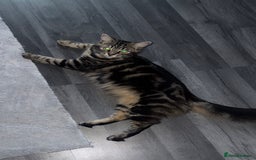 Mixed Breed cats for sale: 7 Gorgeous mixed kittens - Image 39